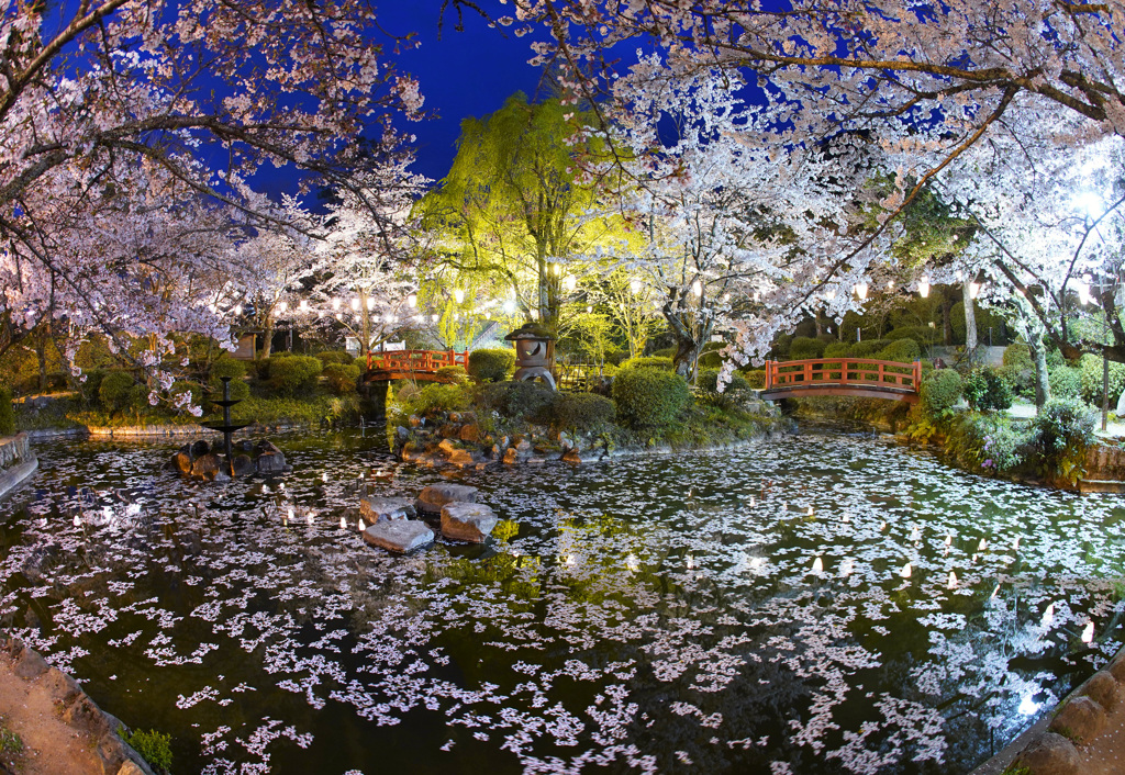 打吹公園の桜