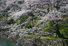 鹿野城跡公園の桜