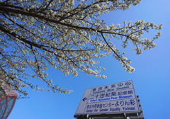 倉吉未来中心の春
