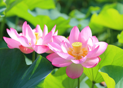 燕趙園蓮池