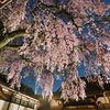 極楽寺のしだれ桜