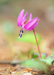 カタクリの花