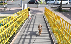 モカちゃんの散歩道 モカちゃんの散歩道