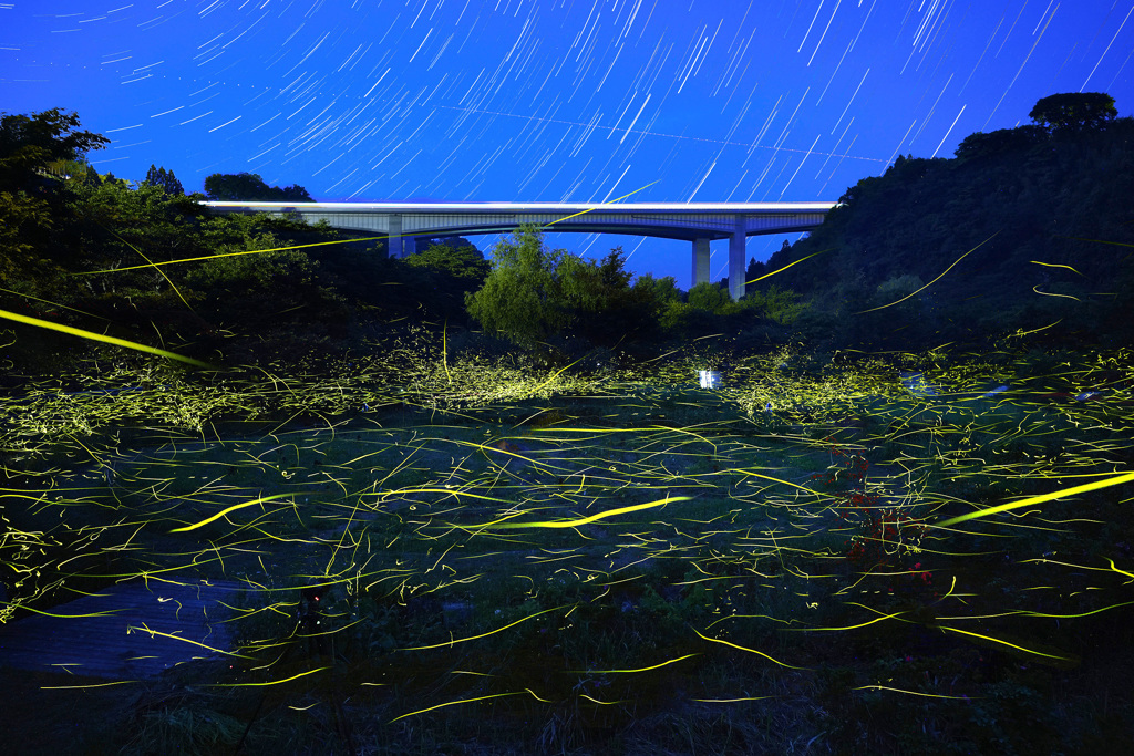 せせらぎ公園の夜