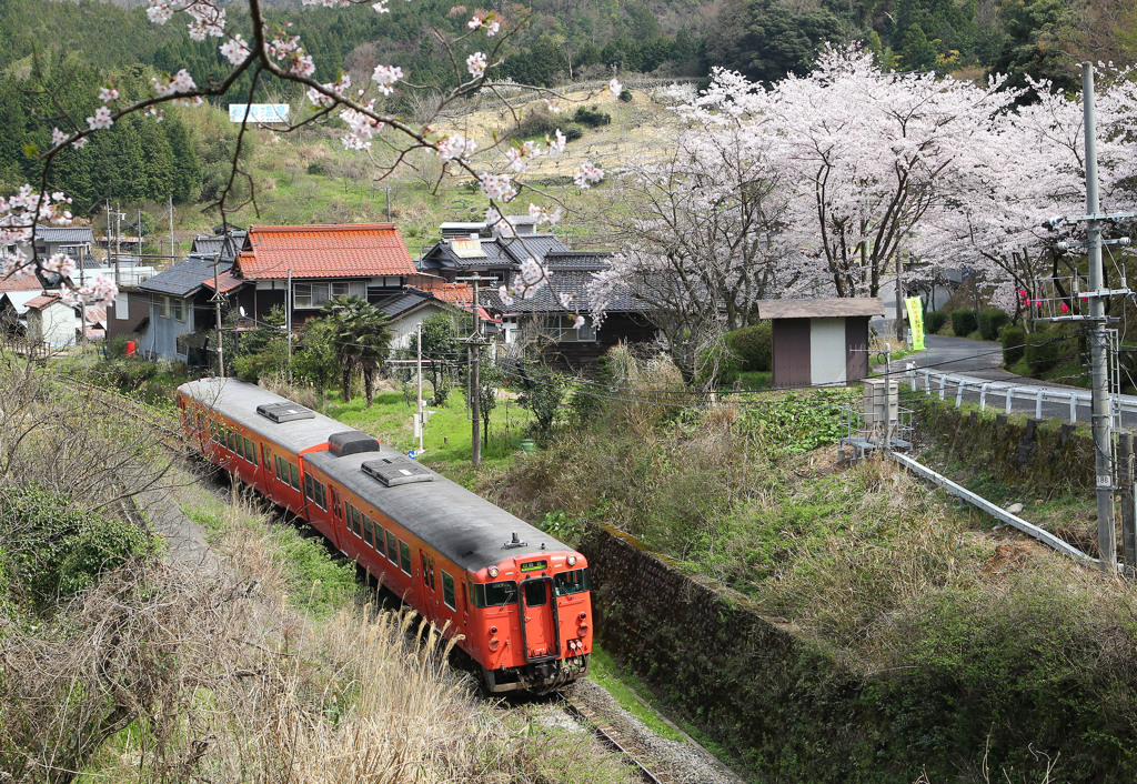 佐美の桜とタラコ列車