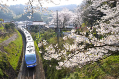 佐美の桜と特急スーパーはくと