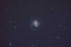 M61