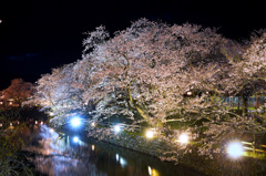 鹿野城の夜桜