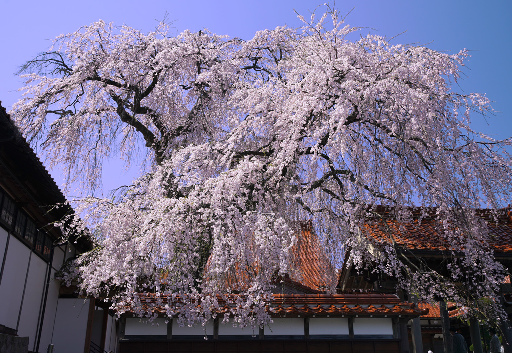 極楽寺のしだれ桜