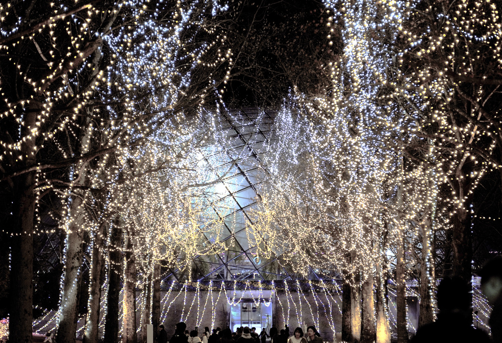 フラワーイルミネーション2025