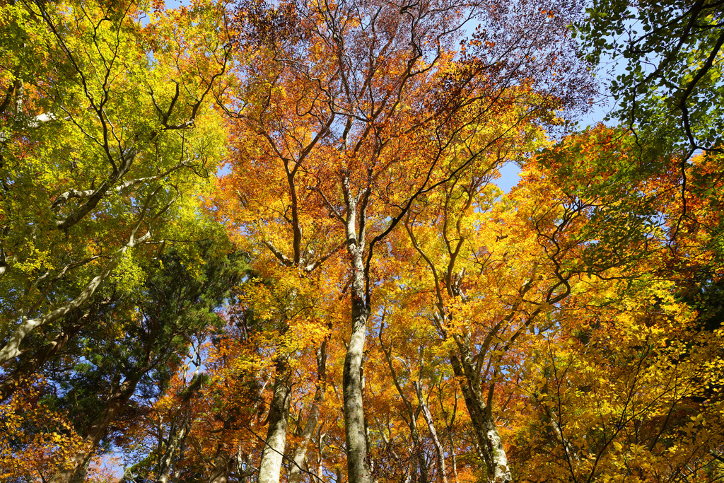 2023.11.3 大山紅葉
