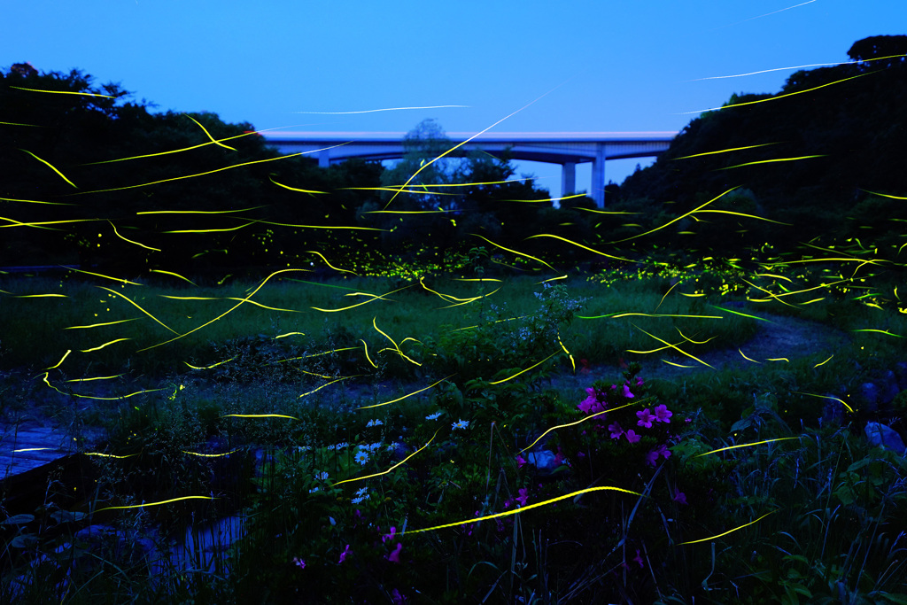 せせらぎ公園の夜