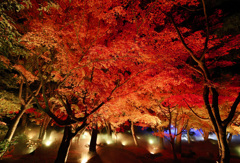 由志園紅葉