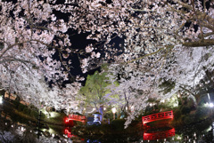 打吹公園の夜桜