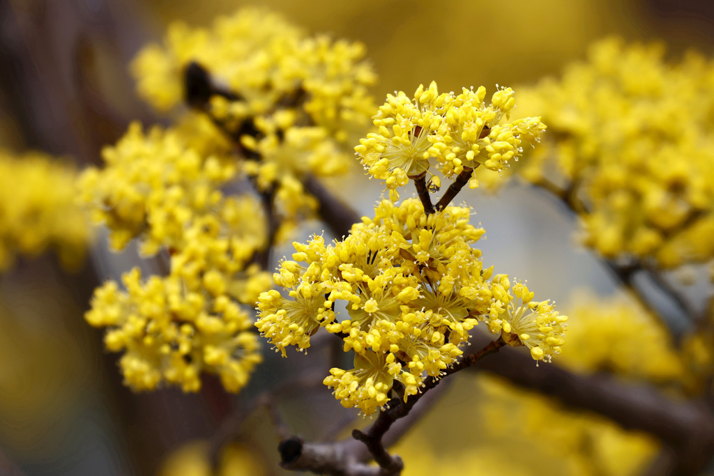 サンシュユの花
