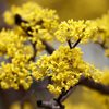 サンシュユの花