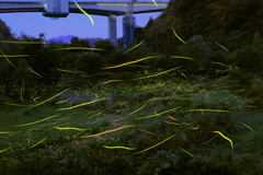 せせらぎ公園の夜