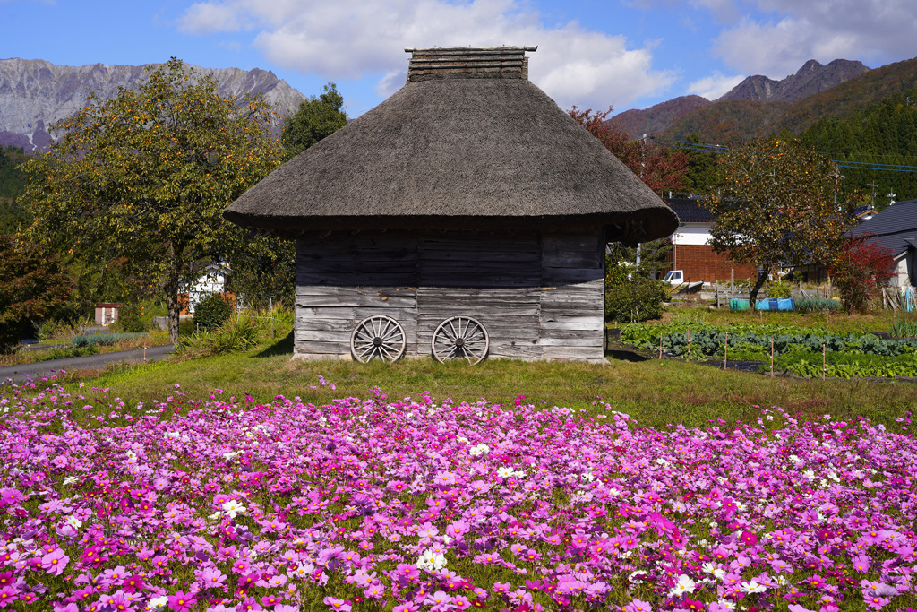 茅葺小屋とコスモス