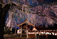 極楽寺のしだれ桜