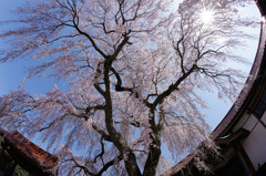 極楽寺のしだれ桜