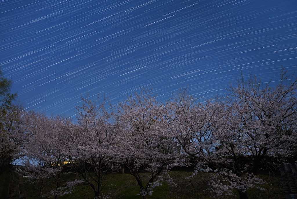 月夜の桜と春の星座