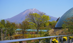 とっとり花回廊