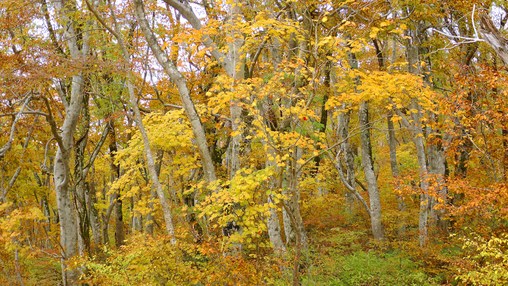 大山三ノ沢紅葉