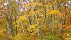 大山三ノ沢紅葉