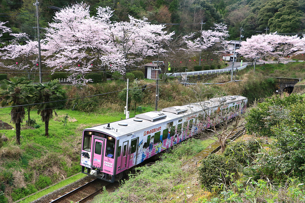 コナン列車ピンクと桜