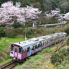 コナン列車ピンクと桜