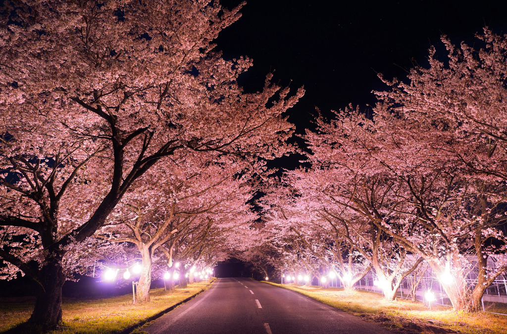 豊房の夜桜