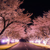 豊房の夜桜