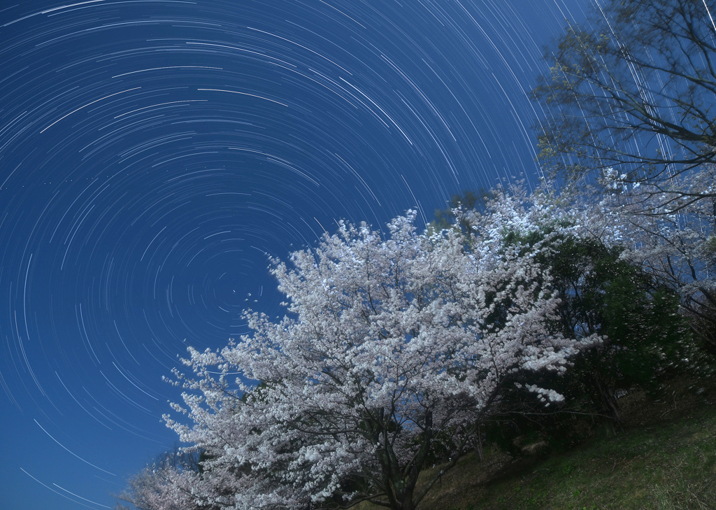 月夜の桜と巡る北天の星