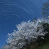 月夜の桜と巡る北天の星