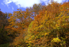 紅葉の裏大山