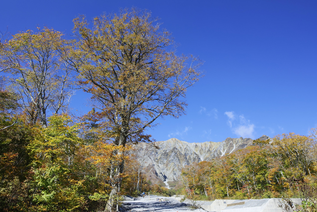 大山三ノ沢紅葉