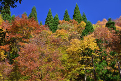 錦秋の大山