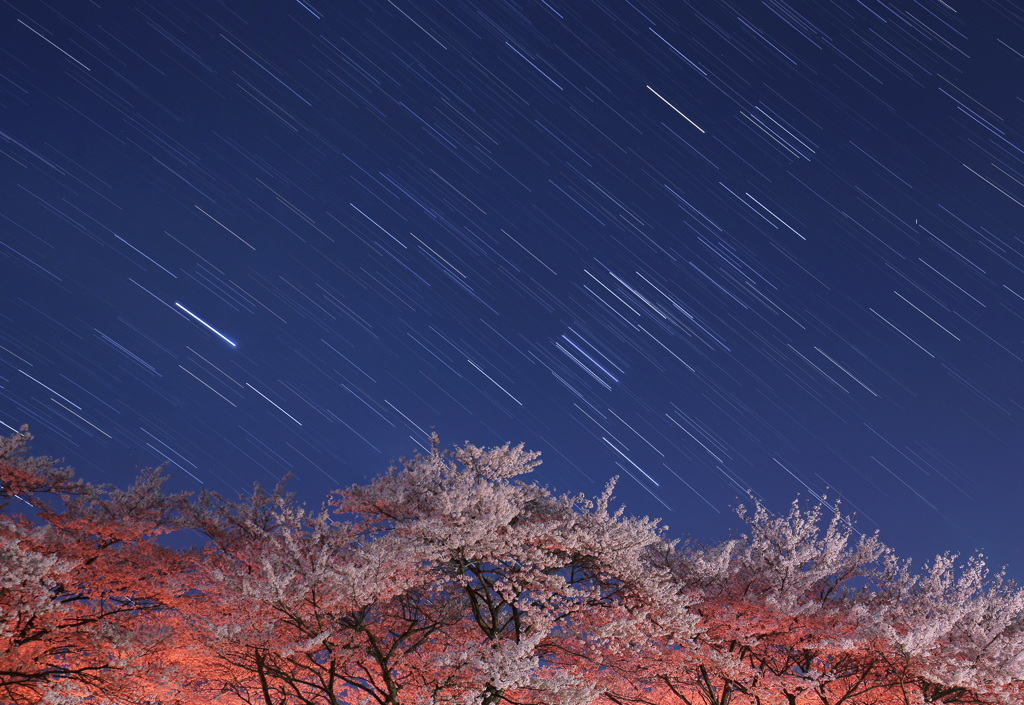 大山町の桜と沈むオリオン座