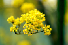 サンシュユの花