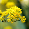 サンシュユの花