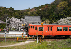 金毘羅院の桜とタラコ列車　