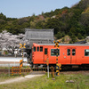 金毘羅院の桜とタラコ列車　