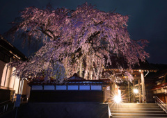 極楽寺のしだれ桜