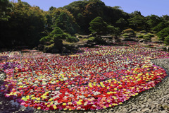 池泉天竺牡丹 池泉天竺牡丹