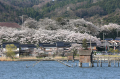 東郷湖の春