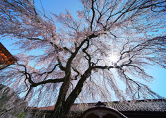 極楽寺のしだれ桜