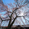 極楽寺のしだれ桜