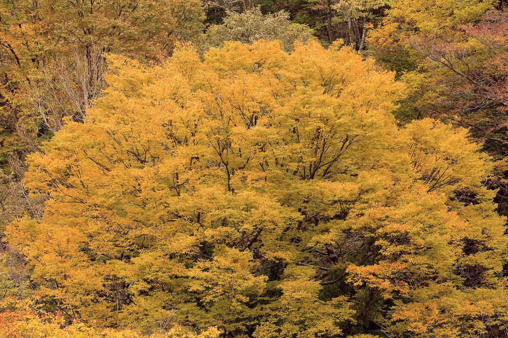 晩秋の大山