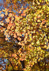 カエデの紅葉