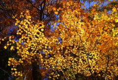 大山紅葉